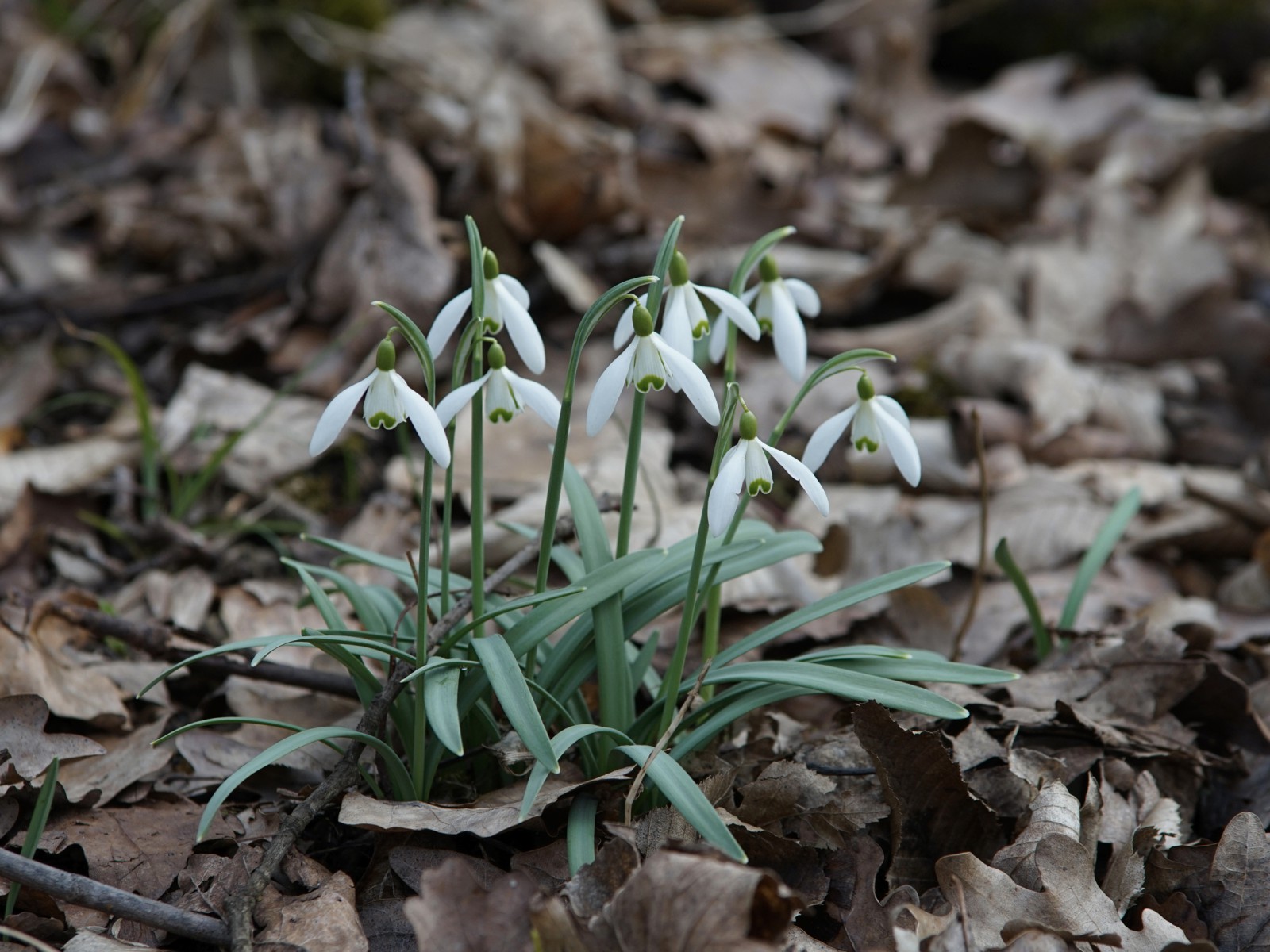 Lichtmessglöckchen-Gruppe aus alten Laub erwacht Lichtmessglöckchen-Gruppe aus alten Laub erwacht