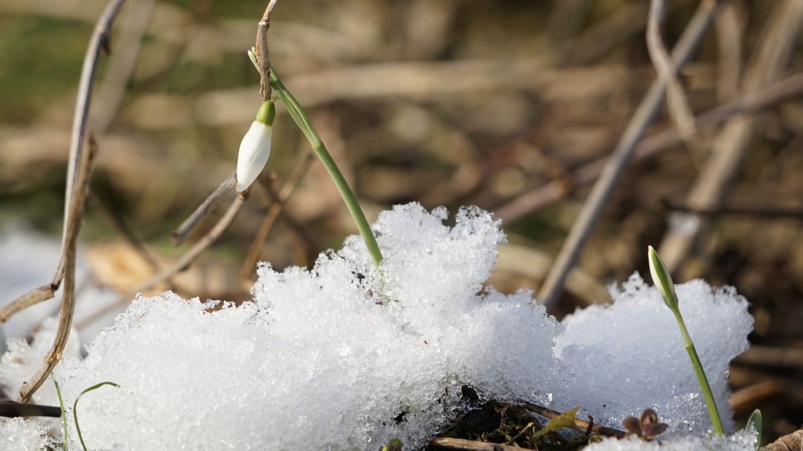 Schneeglöckchen drängel raus Schneeglöckchen drängel raus