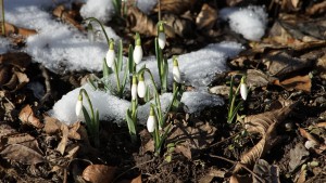 Aus dem Schnee erwacht Aus dem Schnee erwacht