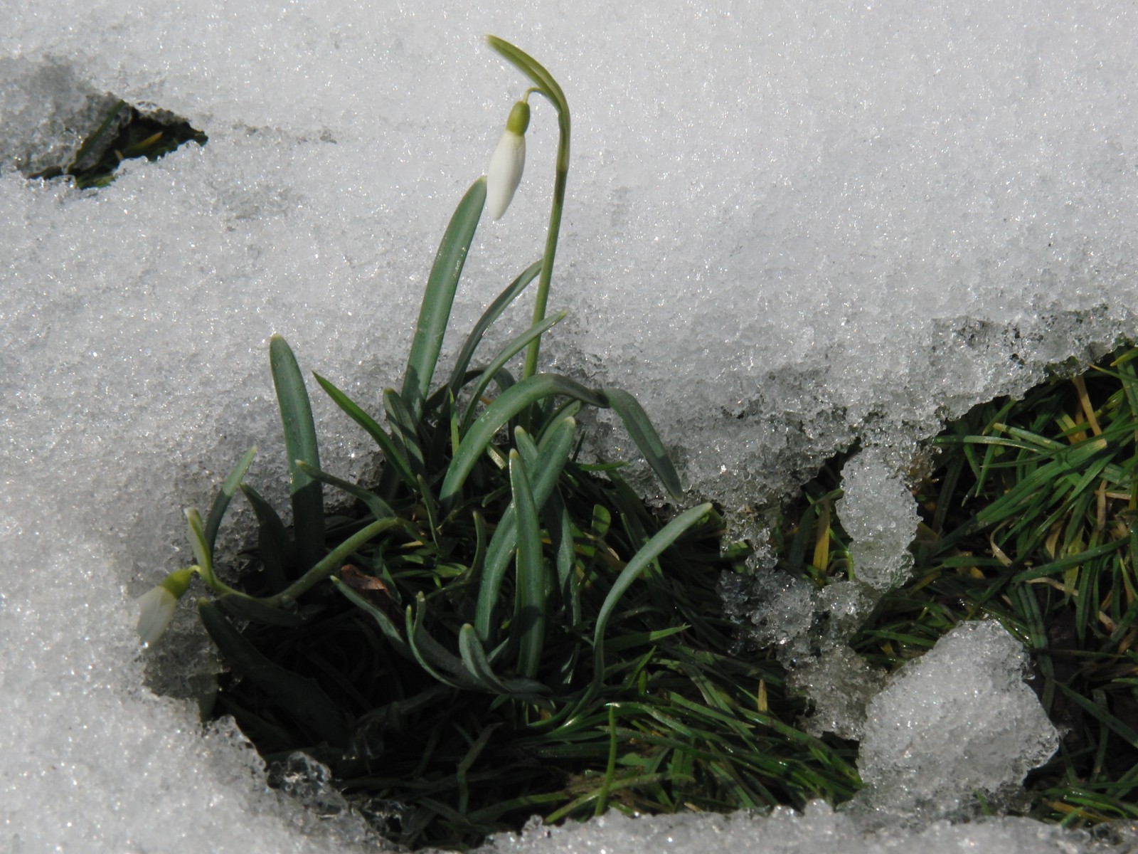Die ersten Schneegloeckchen Die ersten Schneegloeckchen