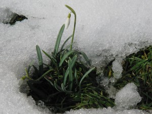 Die ersten Schneegloeckchen Die ersten Schneegloeckchen