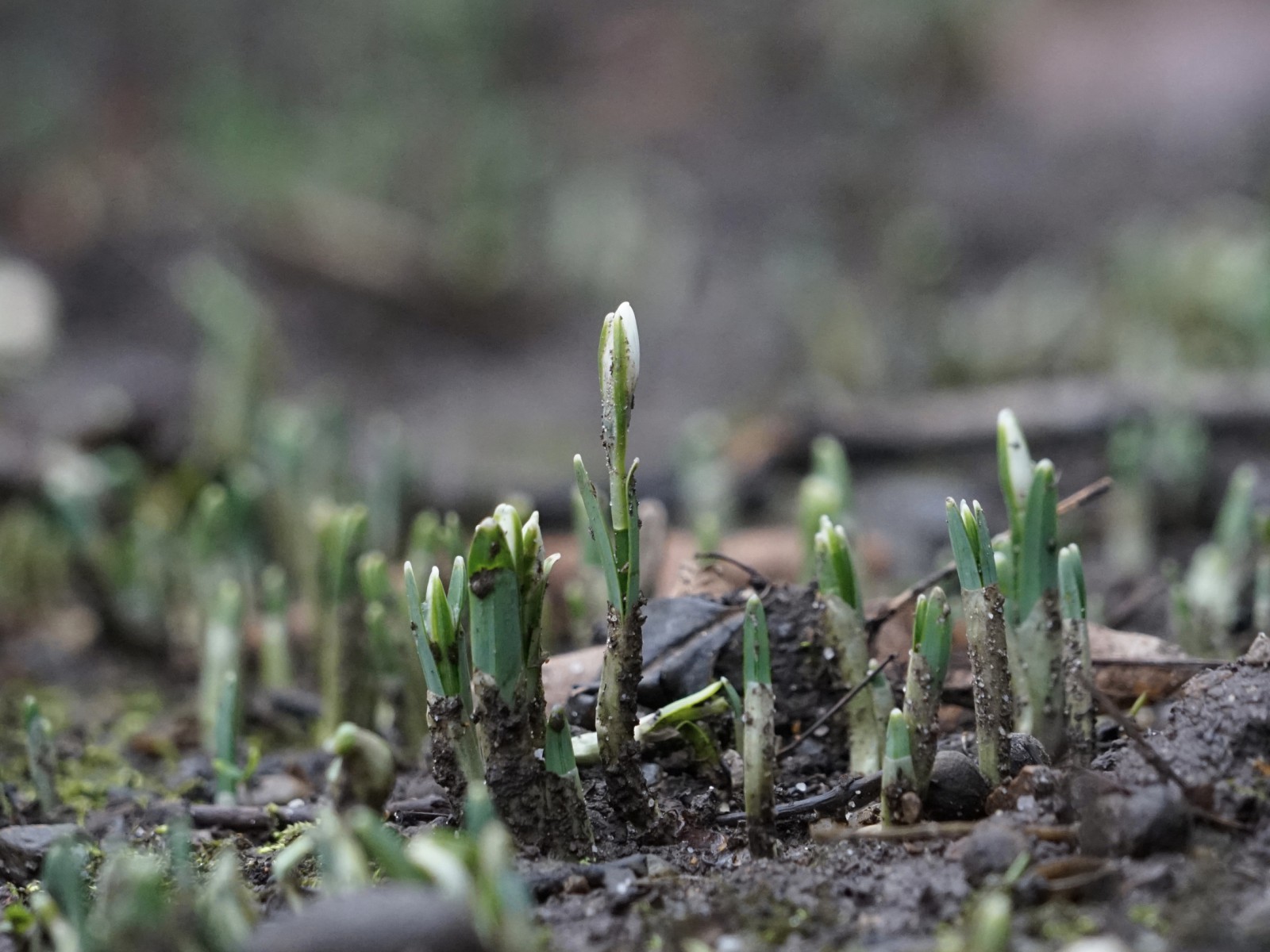 Die ersten trauen sich raus Die ersten trauen sich raus