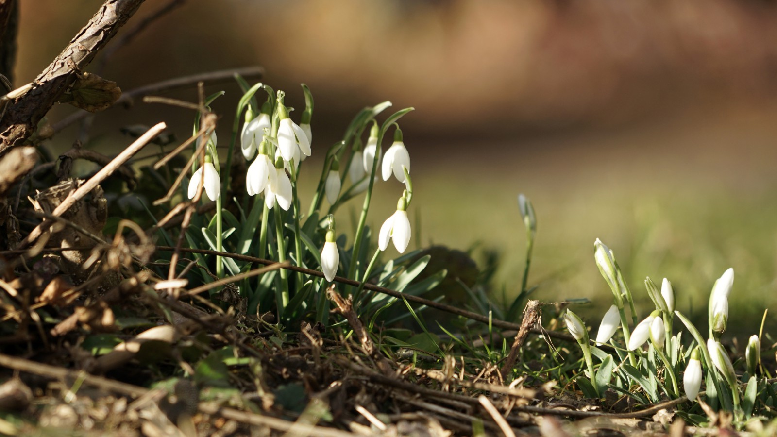Die Lichtmess Glöckchen kommen Die Lichtmess Glöckchen kommen