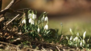 Die Lichtmess Glöckchen kommen Die Lichtmess Glöckchen kommen