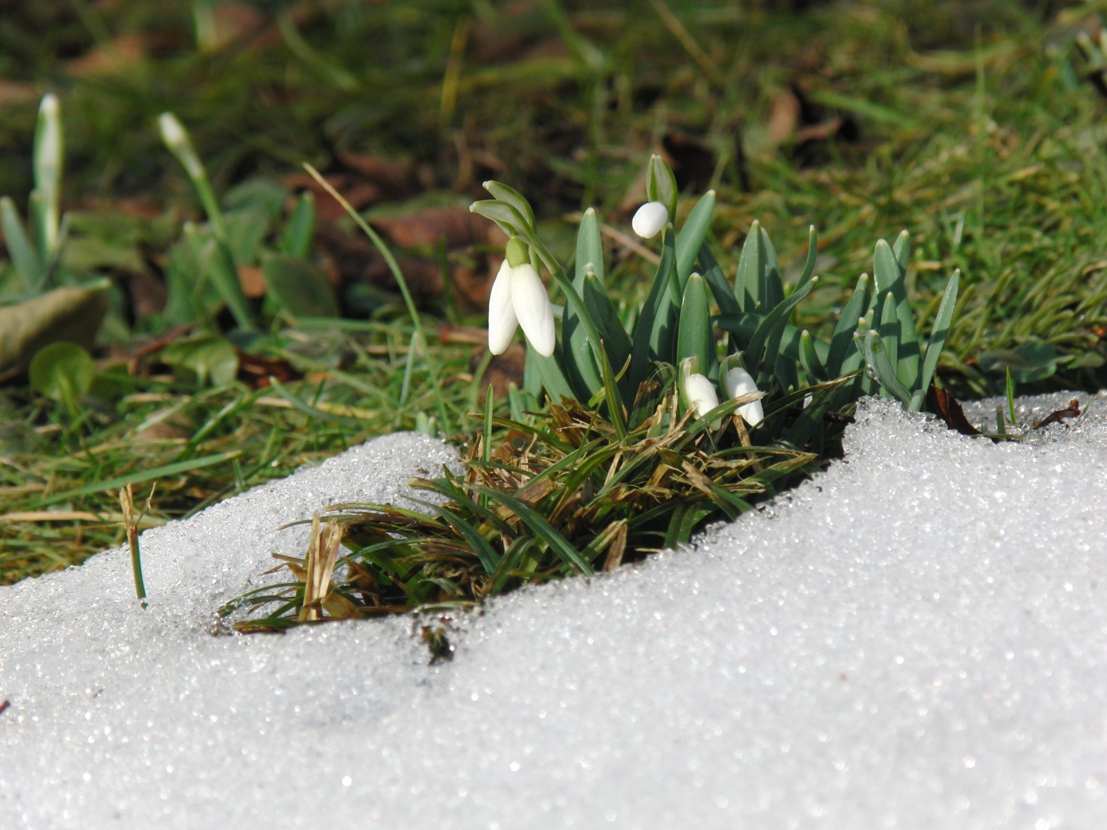 Die Scheeglöckchen kommen Die Scheeglöckchen kommen