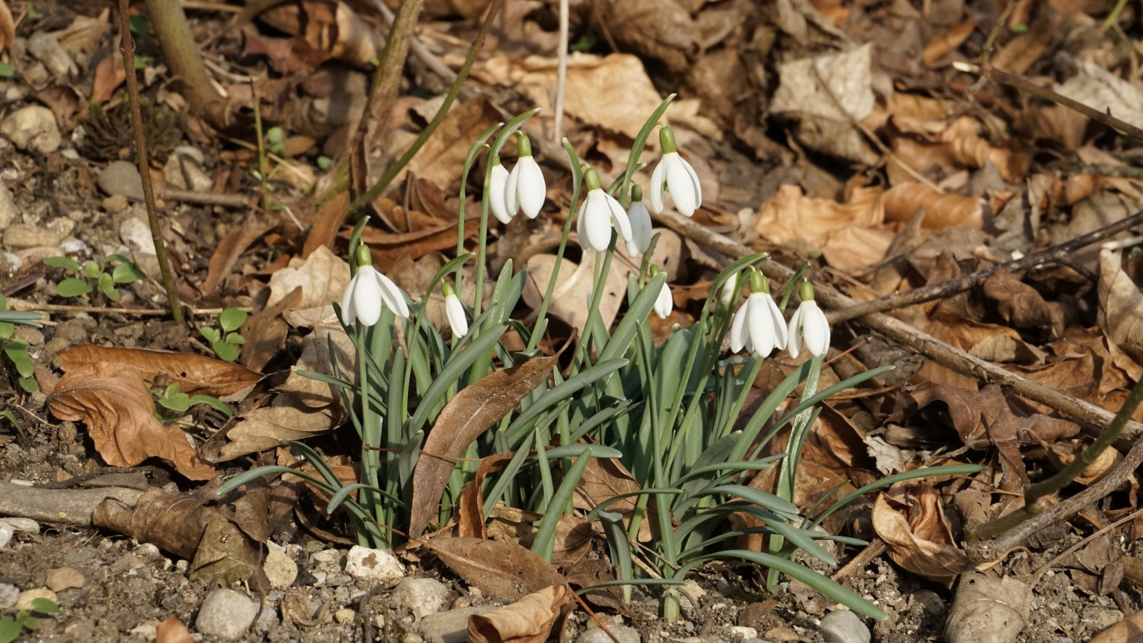 Die Schneeglöckchen Grüßen Die Schneeglöckchen Grüßen