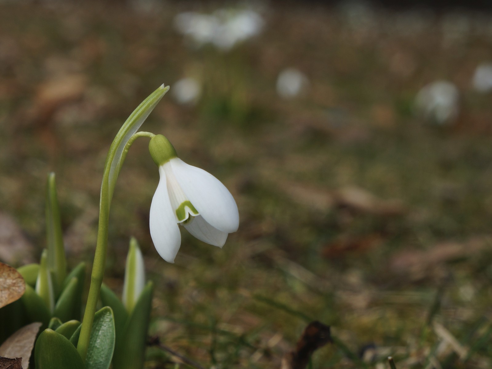 Scheeglöckchen im Frühling 3 Scheeglöckchen im Frühling 3