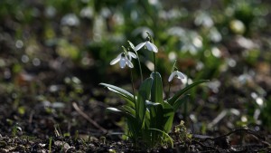 Die Schneeglöckchen leuchten Die Schneeglöckchen leuchten
