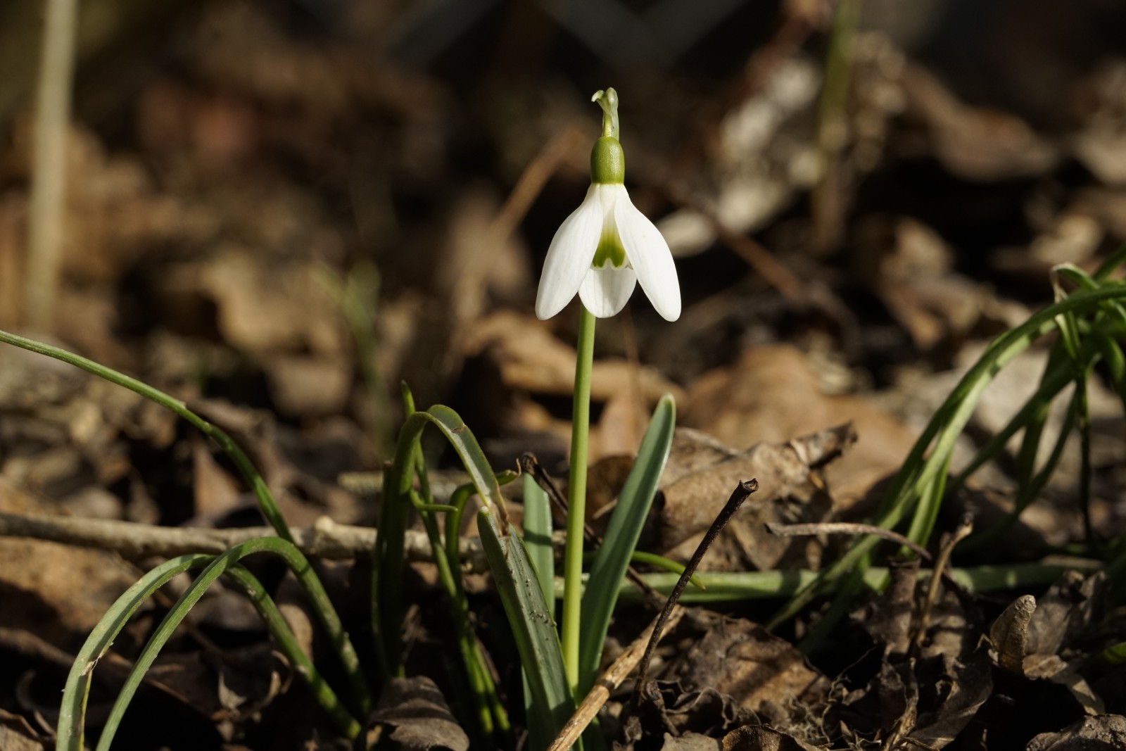 Einsames Schneeglöckchen Einsames Schneeglöckchen
