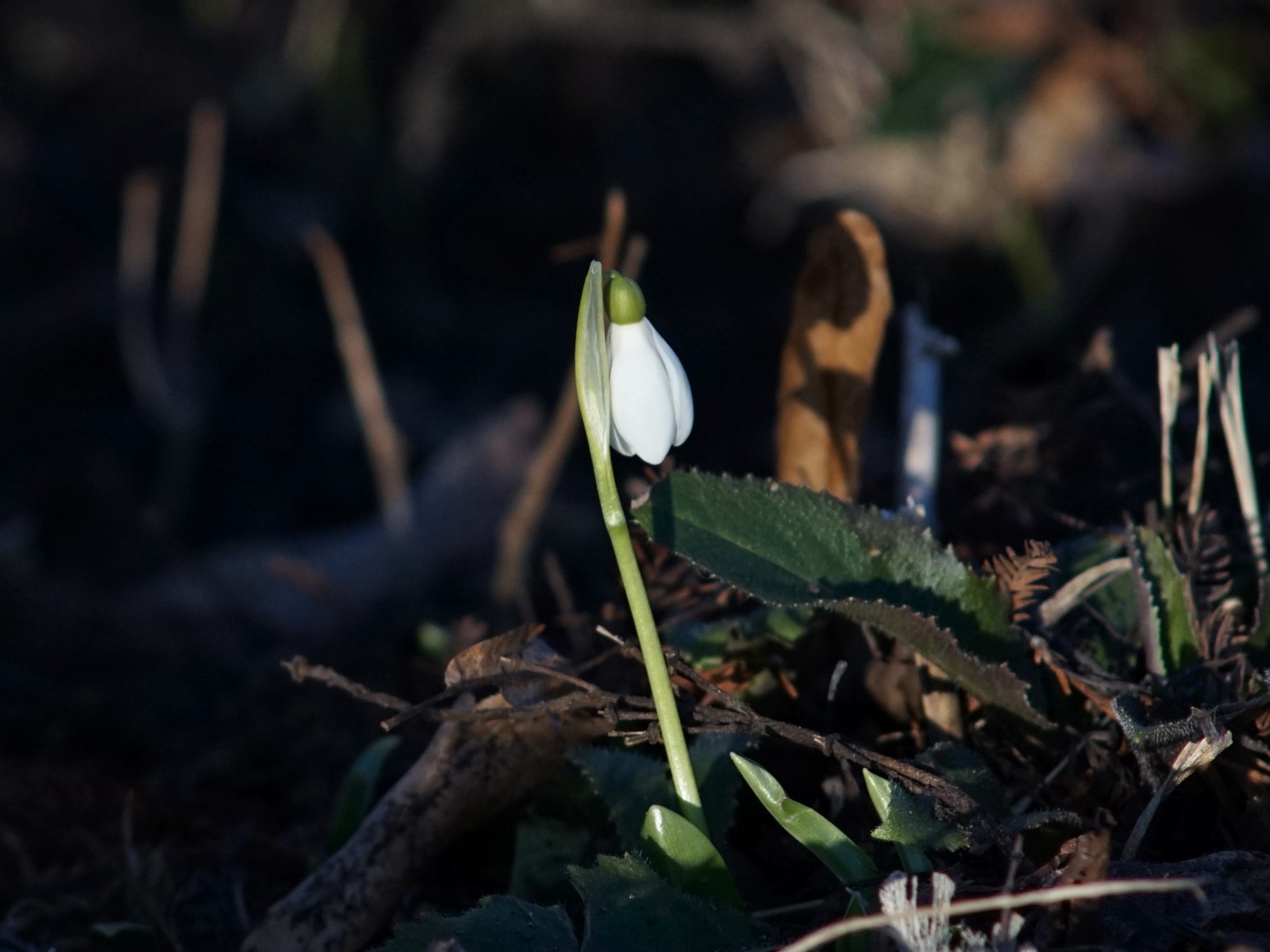 Einsames Scheeglöckchen Einsames Scheeglöckchen