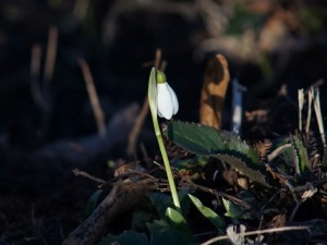 Einsames Scheeglöckchen Einsames Scheeglöckchen