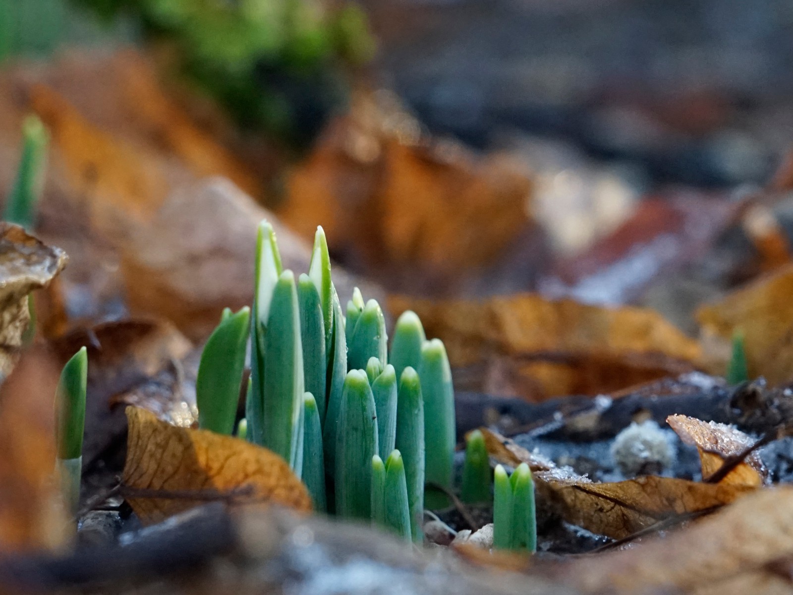 Erste grüne Spitzen 2025 Erste grüne Spitzen 2025