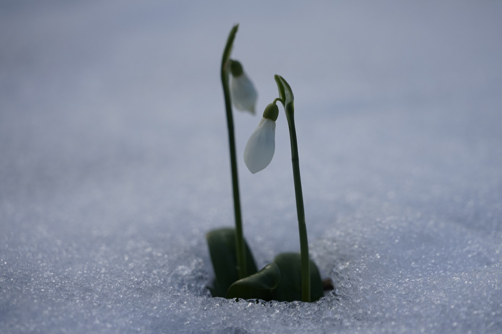 Erste Lichtmess Glöckchen