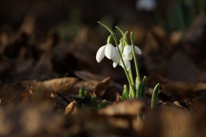 Erste Schneeglöckchen 2023 Erste Schneeglöckchen 2023