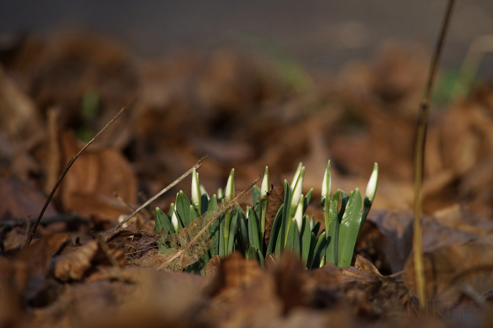 Erste spitzen der Schneeglöckchen 2023 Erste spitzen der Schneeglöckchen 2023