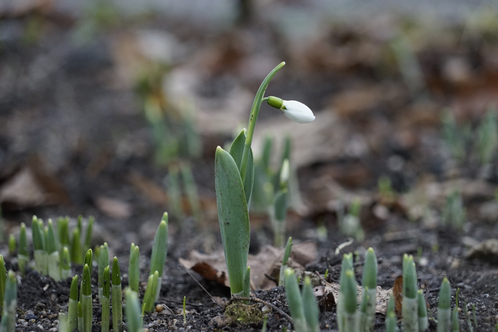 Erstes Schneeglöckchen Erstes Schneeglöckchen
