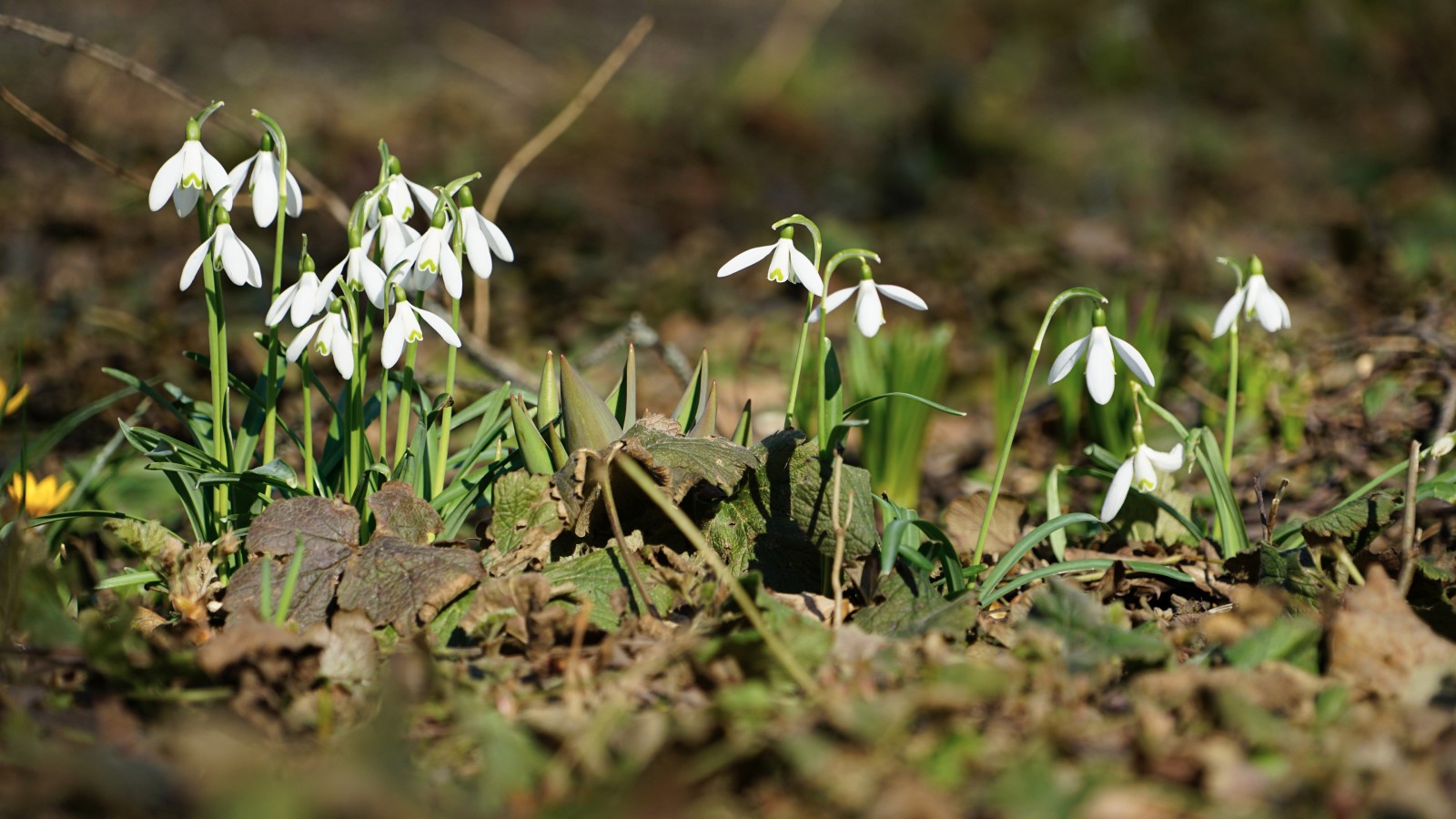 Frühlingsboten leuchten Frühlingsboten leuchten