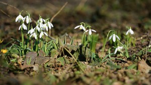 Frühlingsboten leuchten Frühlingsboten leuchten