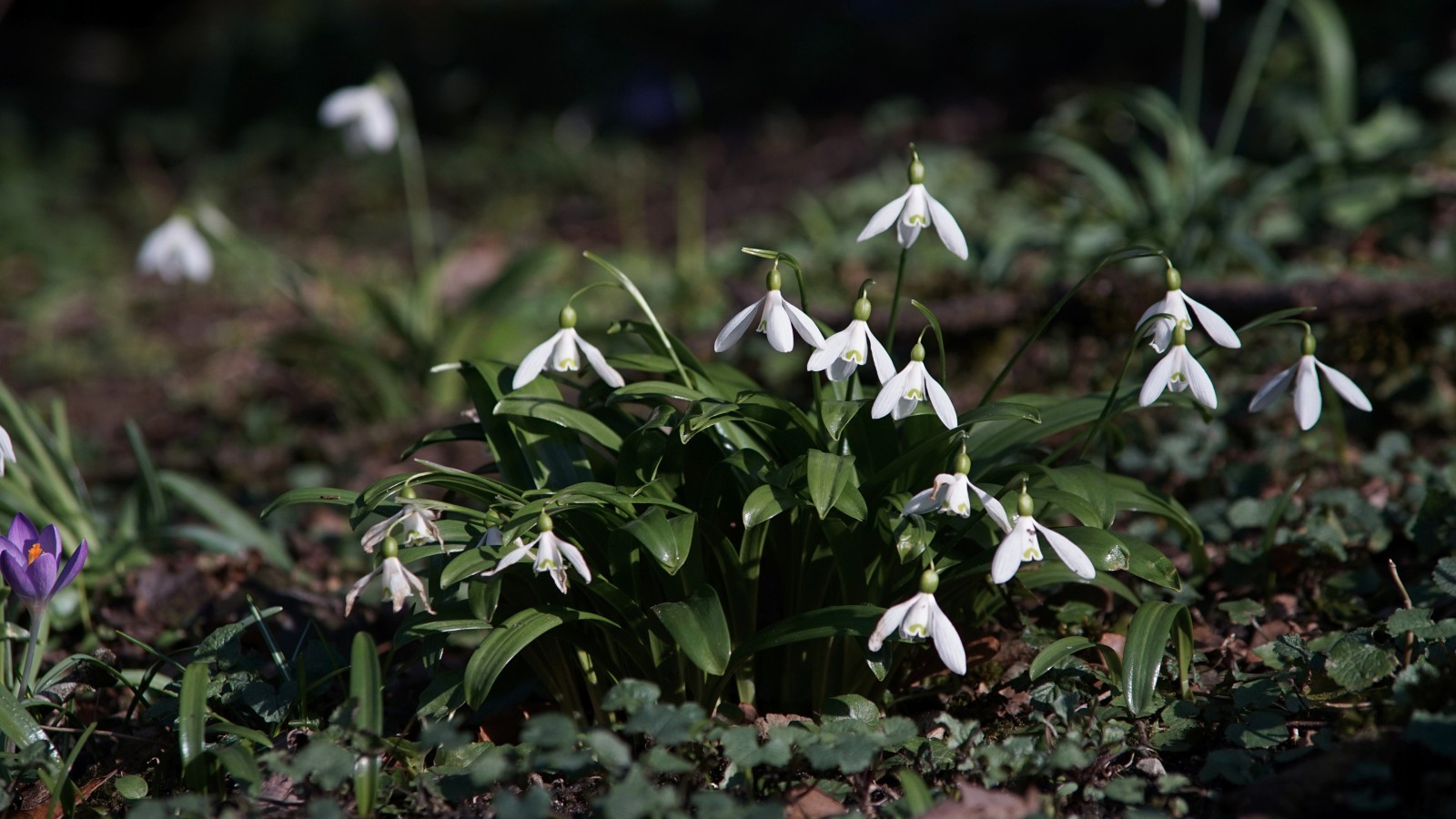 Frühlingsboten sind da Frühlingsboten sind da