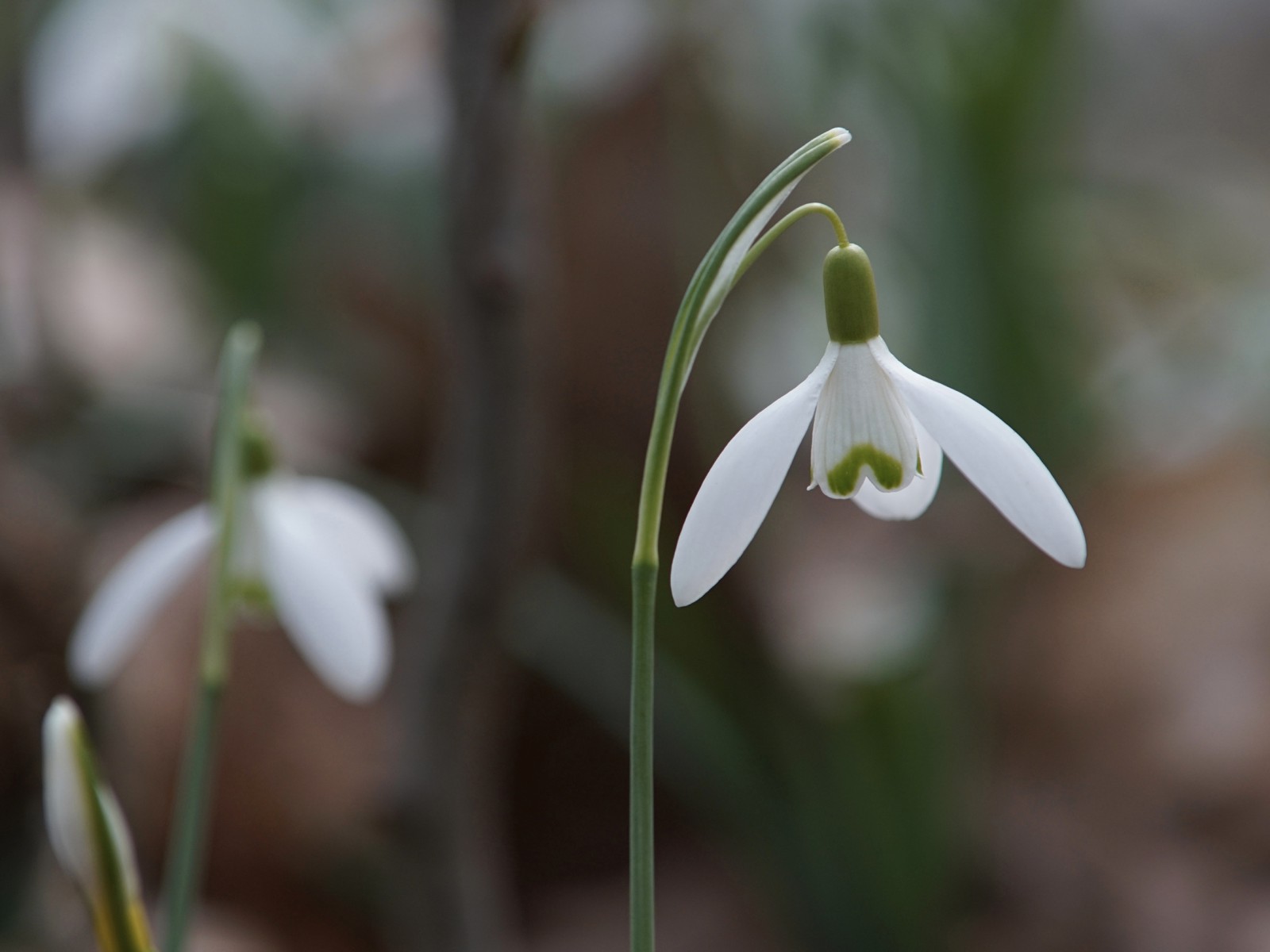 Frühlingsglöckchen Frühlingsglöckchen