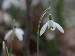 Frühlingsglöckchen Frühlingsglöckchen