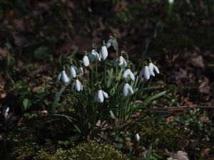 Frühlingsleuchten der Schneeglöckchen Frühlingsleuchten der Schneeglöckchen