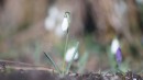 Galanthus