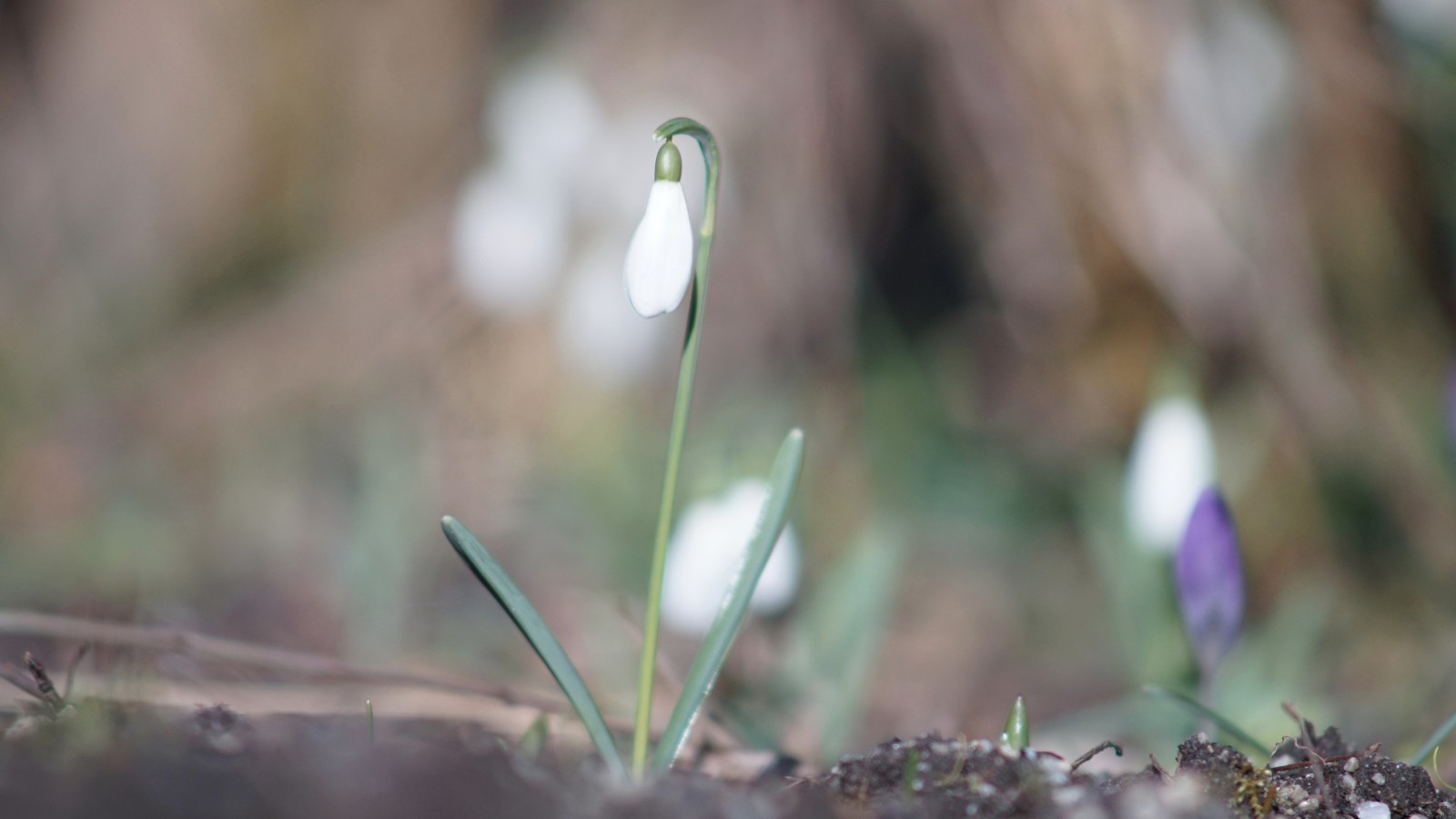 Galanthus Galanthus