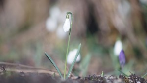 Galanthus Galanthus