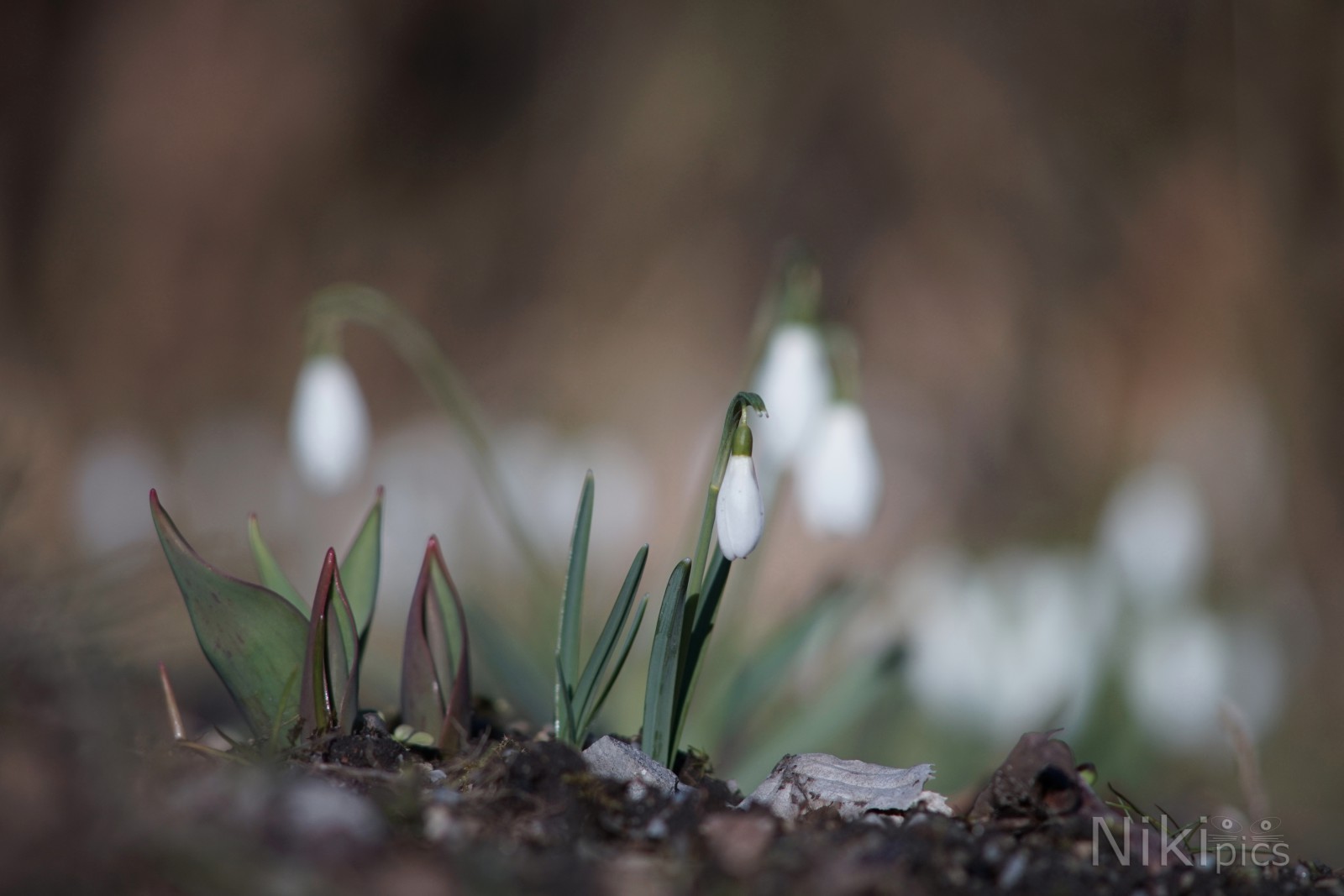 Galanthus nivalis Galanthus nivalis