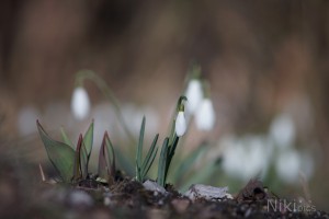 Galanthus nivalis Galanthus nivalis