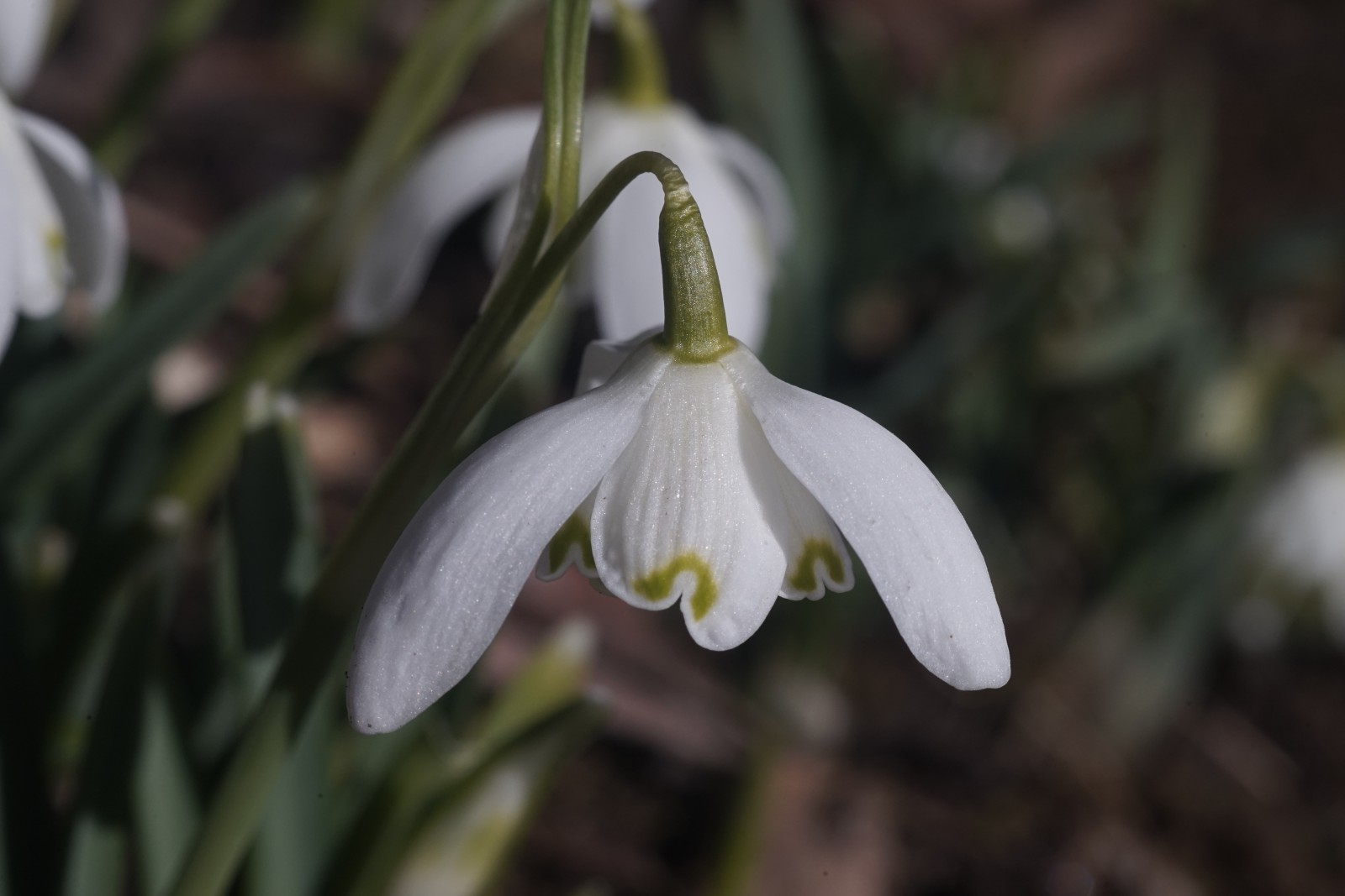 Gefüllte Scheeglöckchenblüte Gefüllte Scheeglöckchenblüte