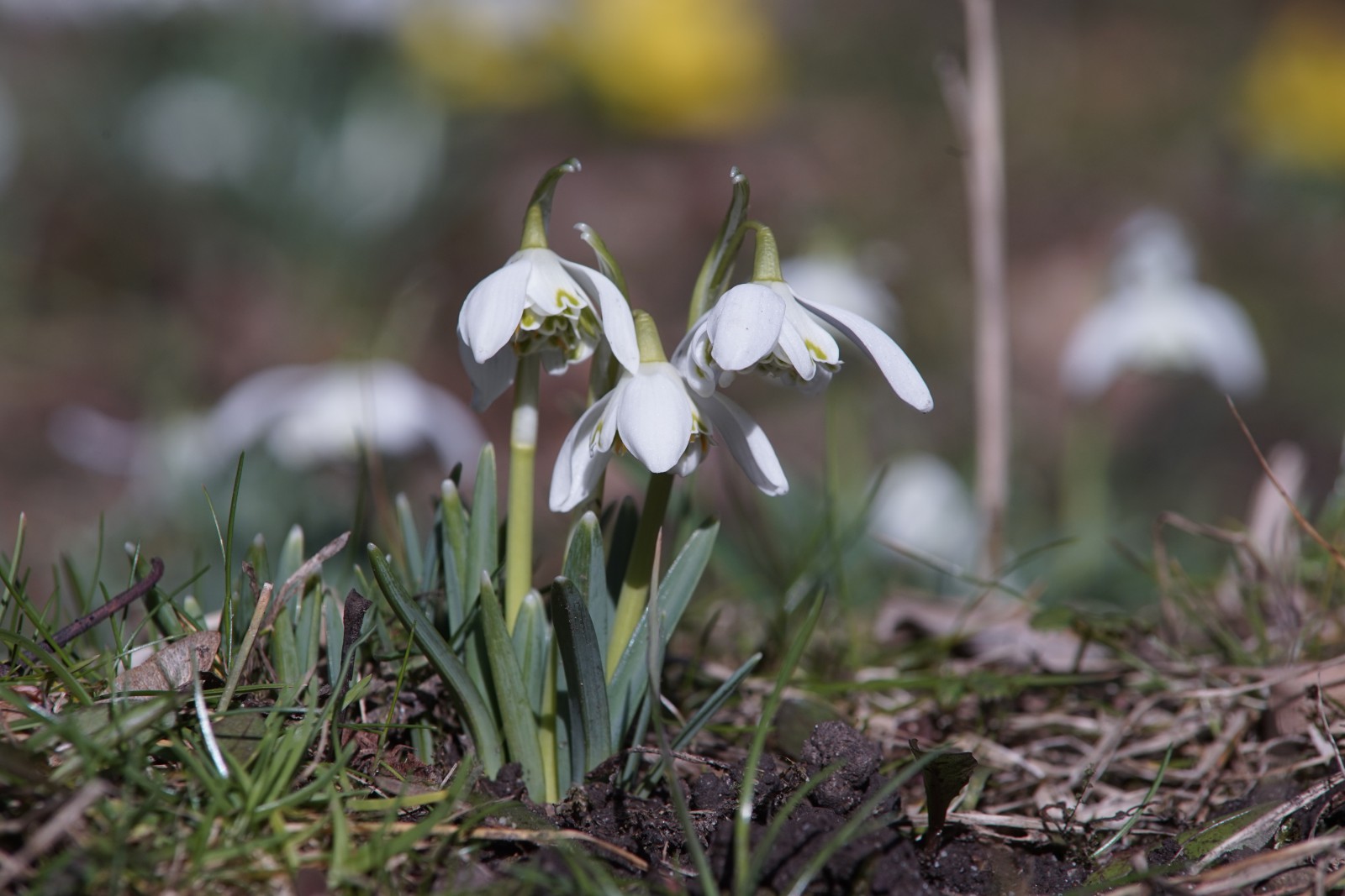 Gefüllte Schneeglöckchen Gefüllte Schneeglöckchen