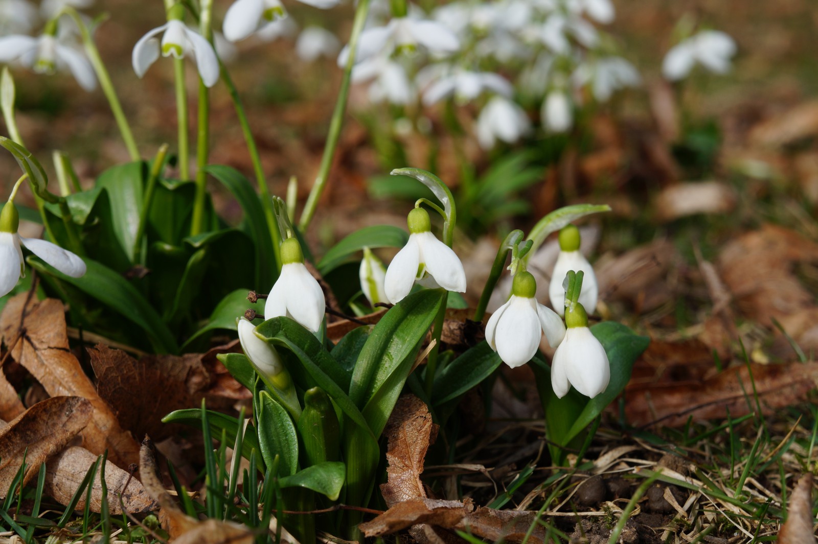 Glöckchengruppe zu Lichtmess Glöckchengruppe zu Lichtmess
