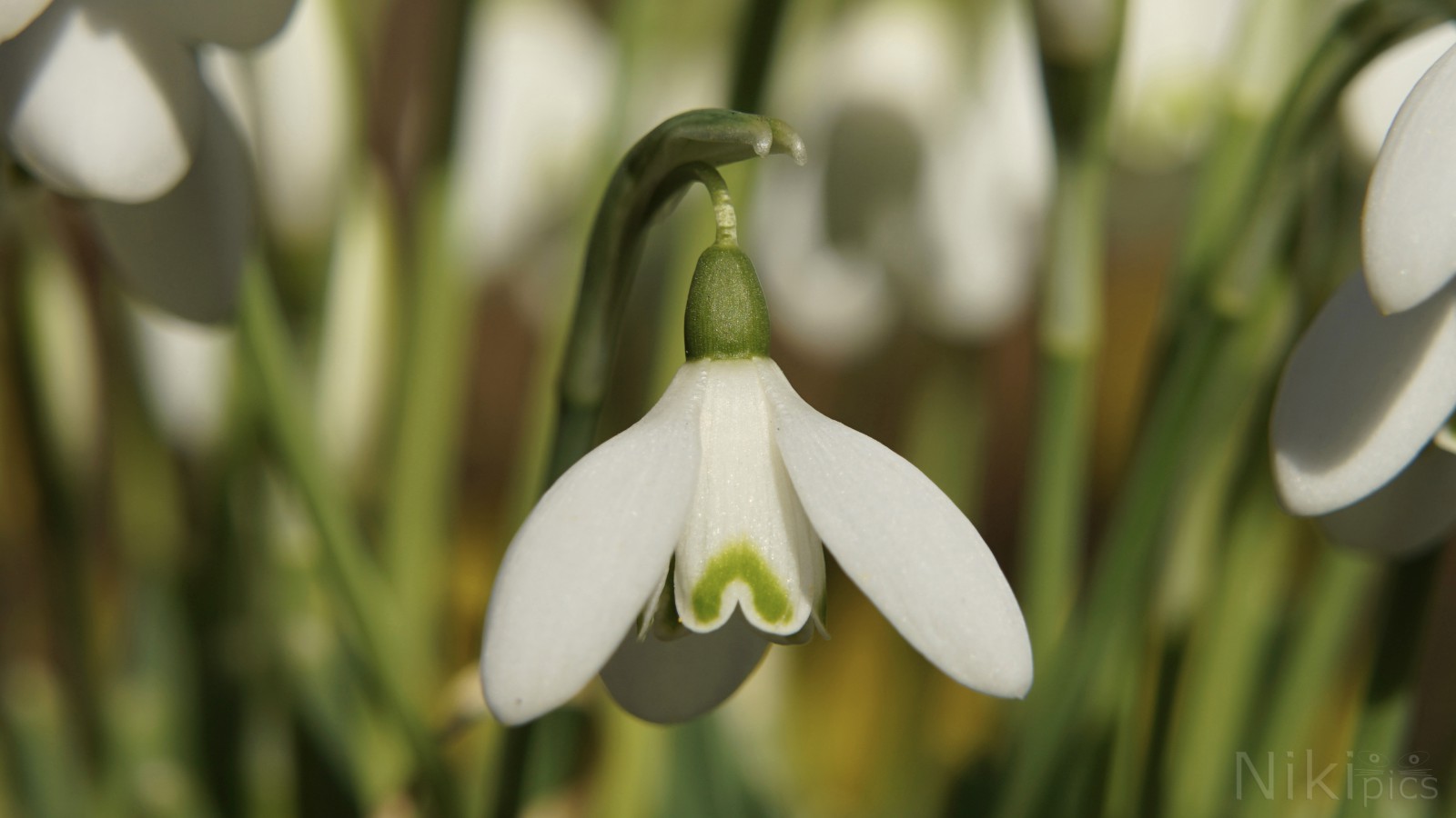 Glöckchen vom Vorfrühling Glöckchen vom Vorfrühling