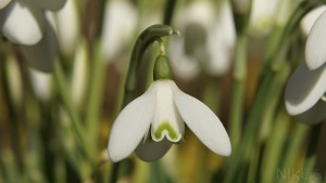 Glöckchen vom Vorfrühling Glöckchen vom Vorfrühling