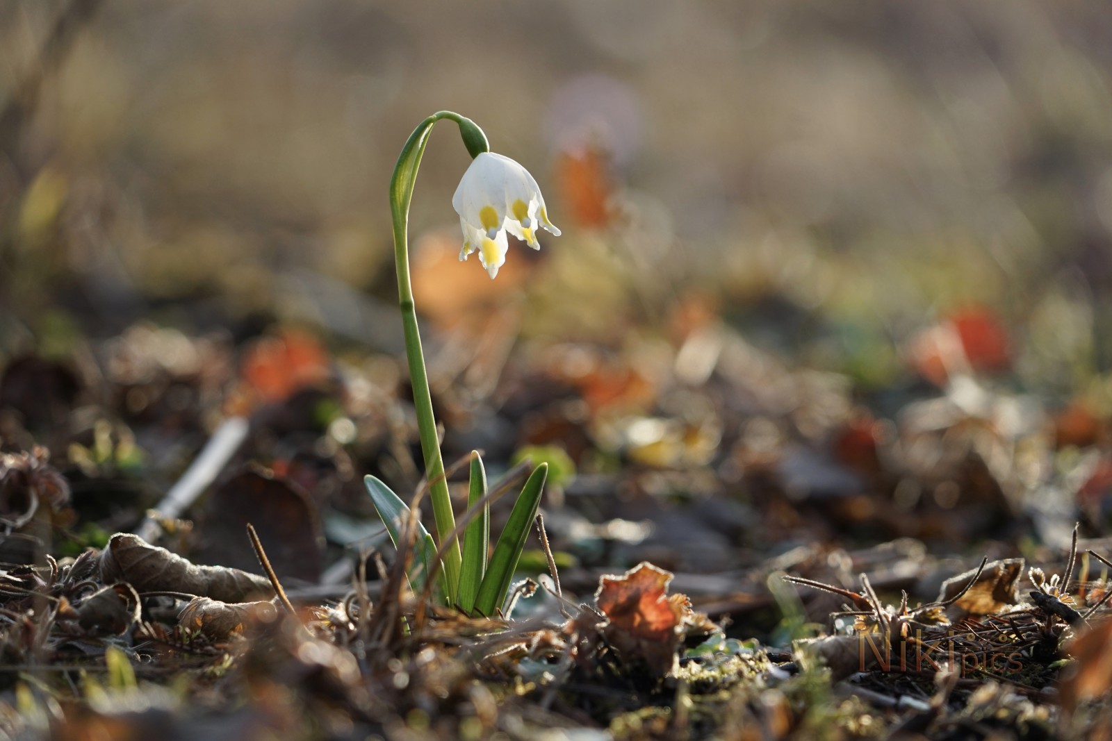 Lichtmessglöckchen Gruppe Lichtmessglöckchen Gruppe