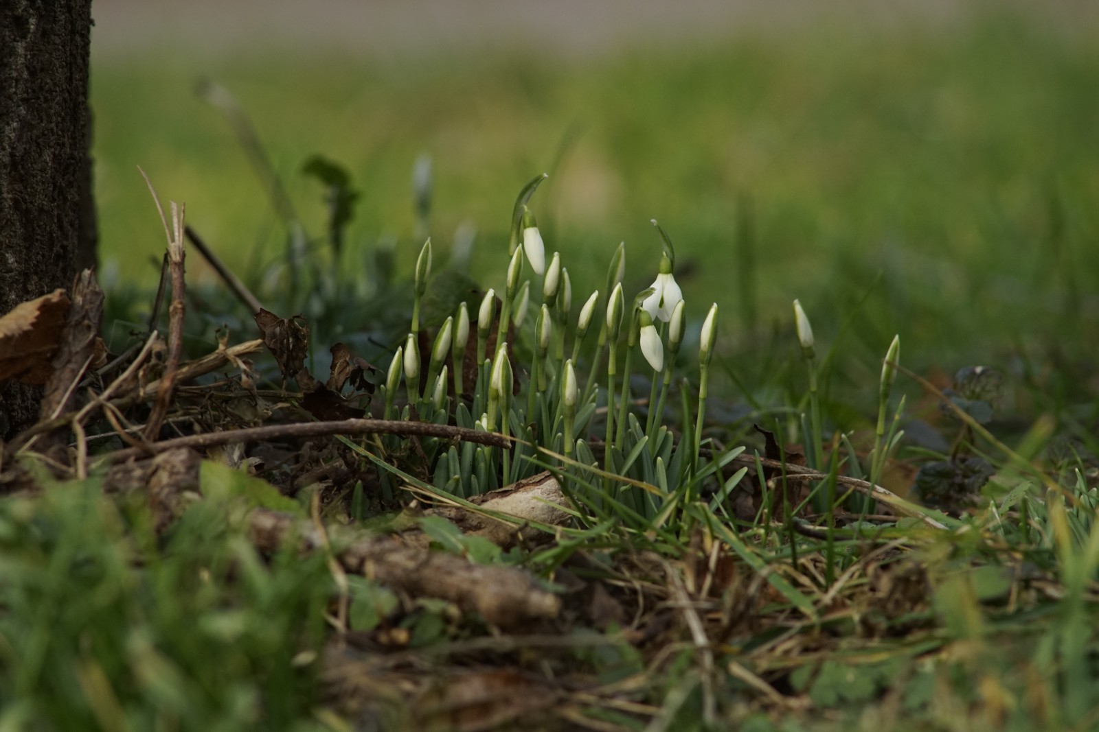 Heilig drei König Glöckchen Heilig drei König Glöckchen