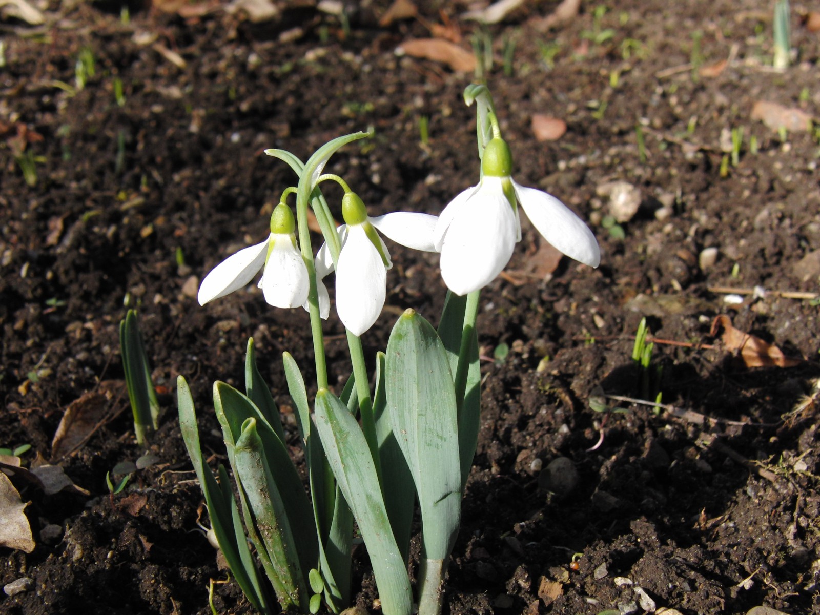 Kleine Scheeglöckchen-Gruppe 1 Kleine Scheeglöckchen-Gruppe 1