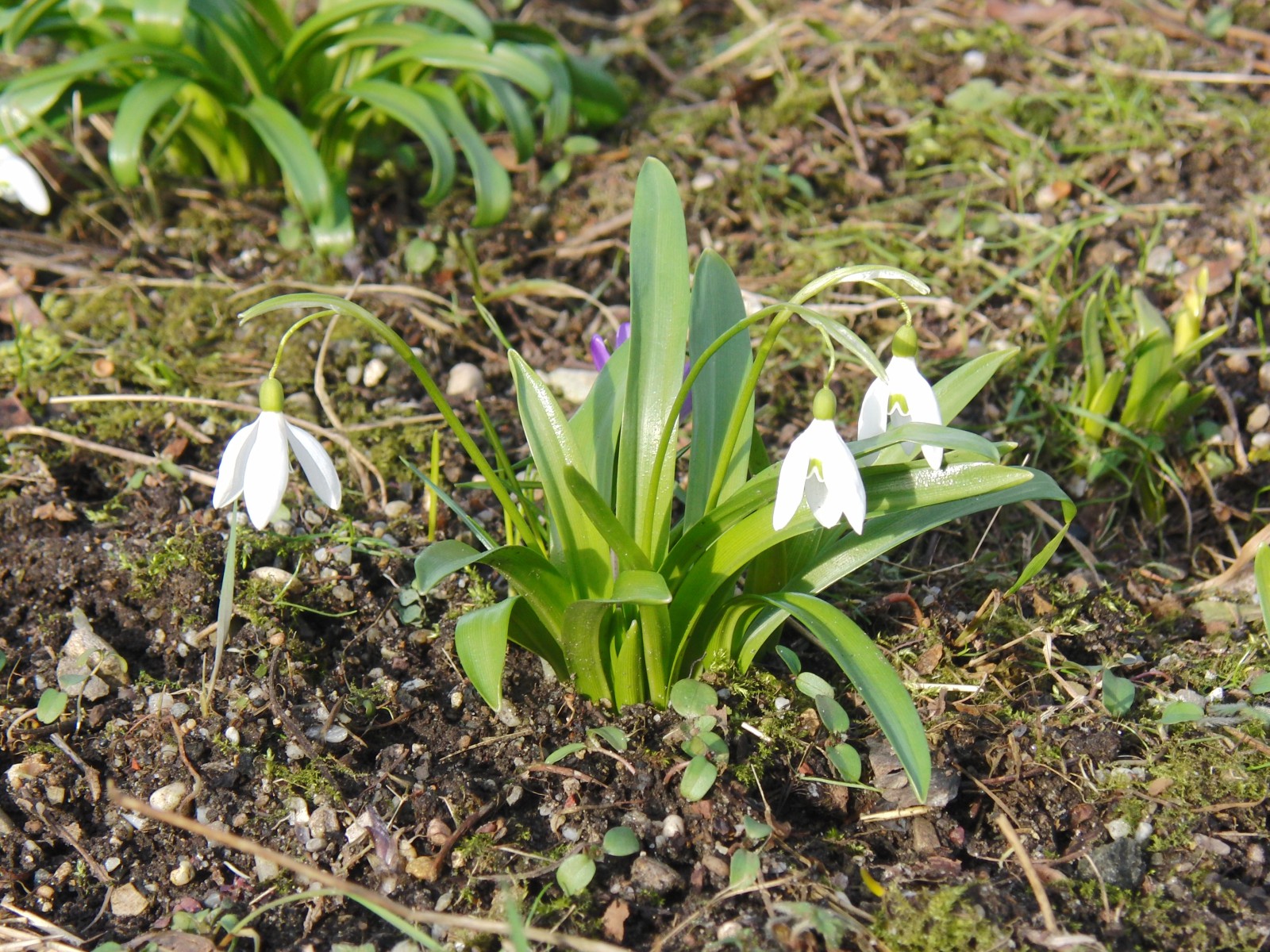 Kleine Scheeglöckchen-Gruppe 2 Kleine Scheeglöckchen-Gruppe 2