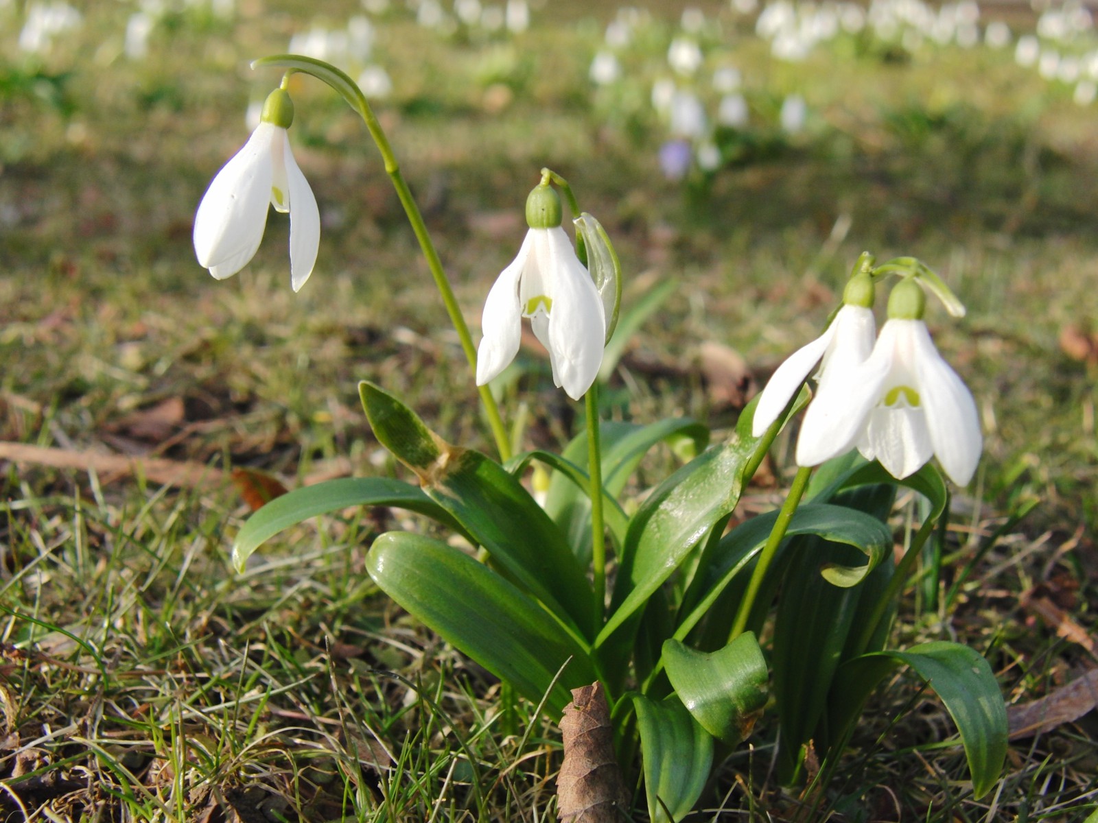 Kleine Scheeglöckchen-Gruppe 4 Kleine Scheeglöckchen-Gruppe 4
