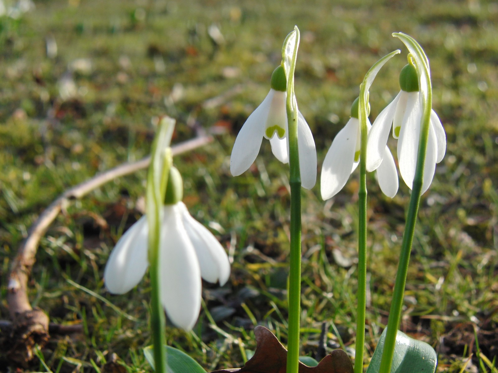 Kleine Scheeglöckchen-Gruppe 5 Kleine Scheeglöckchen-Gruppe 5