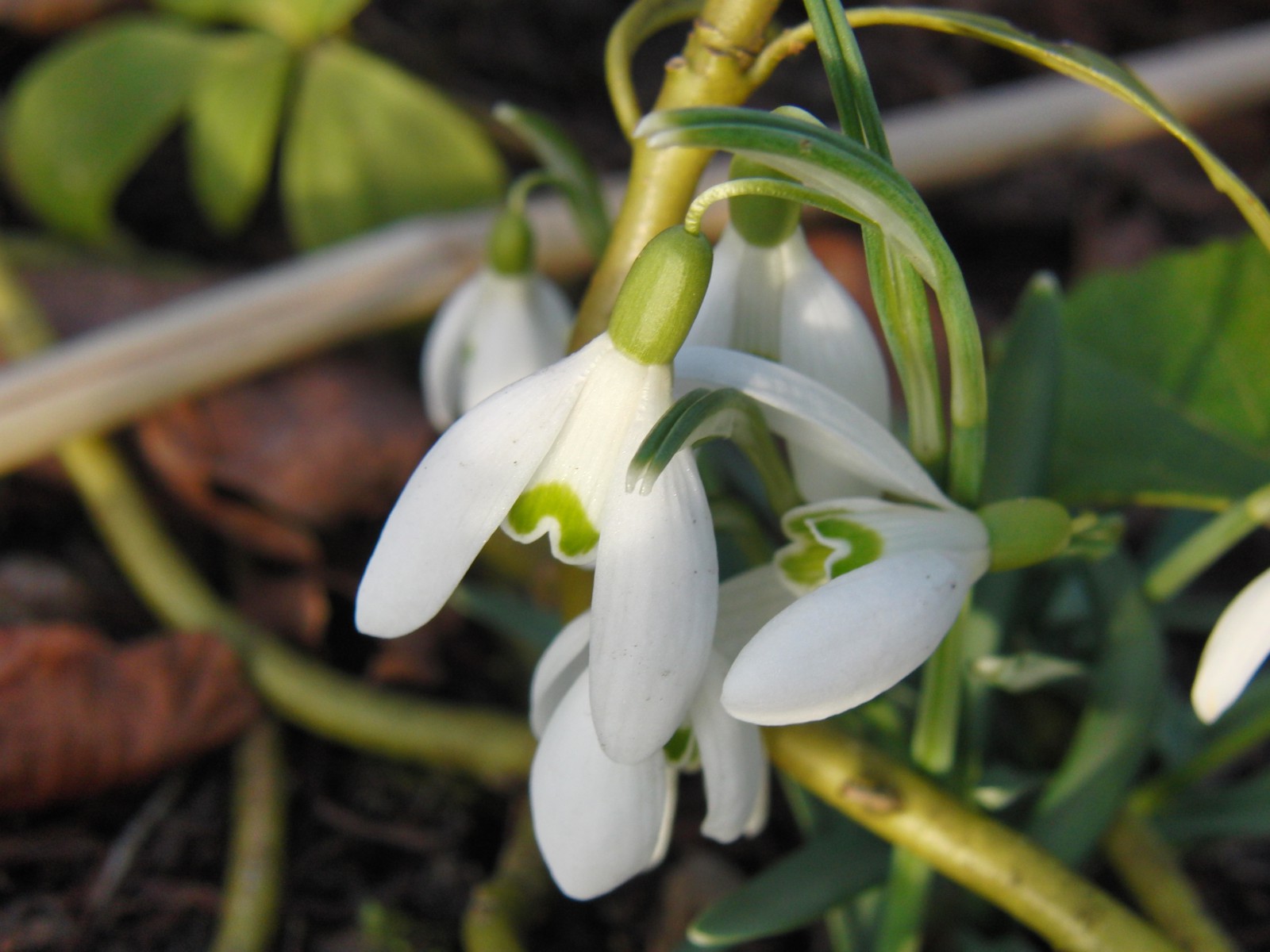 Kleine Scheeglöckchen-Gruppe 7 Kleine Scheeglöckchen-Gruppe 7