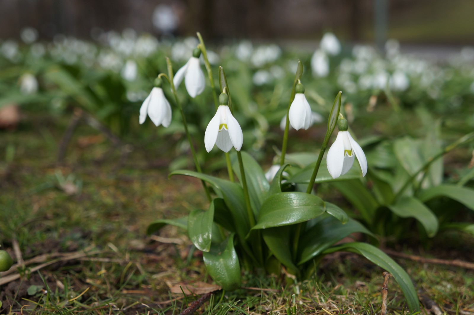 Kleine Schneeglöckchen im Vorfrühling Kleine Schneeglöckchen im Vorfrühling