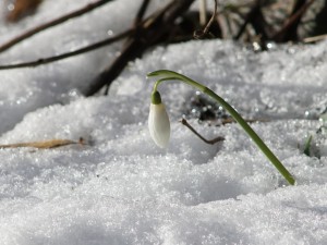 Kleiner Frühlingsbote Kleiner Frühlingsbote