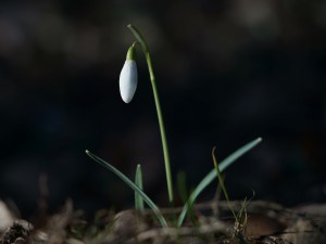 Kleines Lichtmess-Glöckchen Kleines Lichtmess-Glöckchen