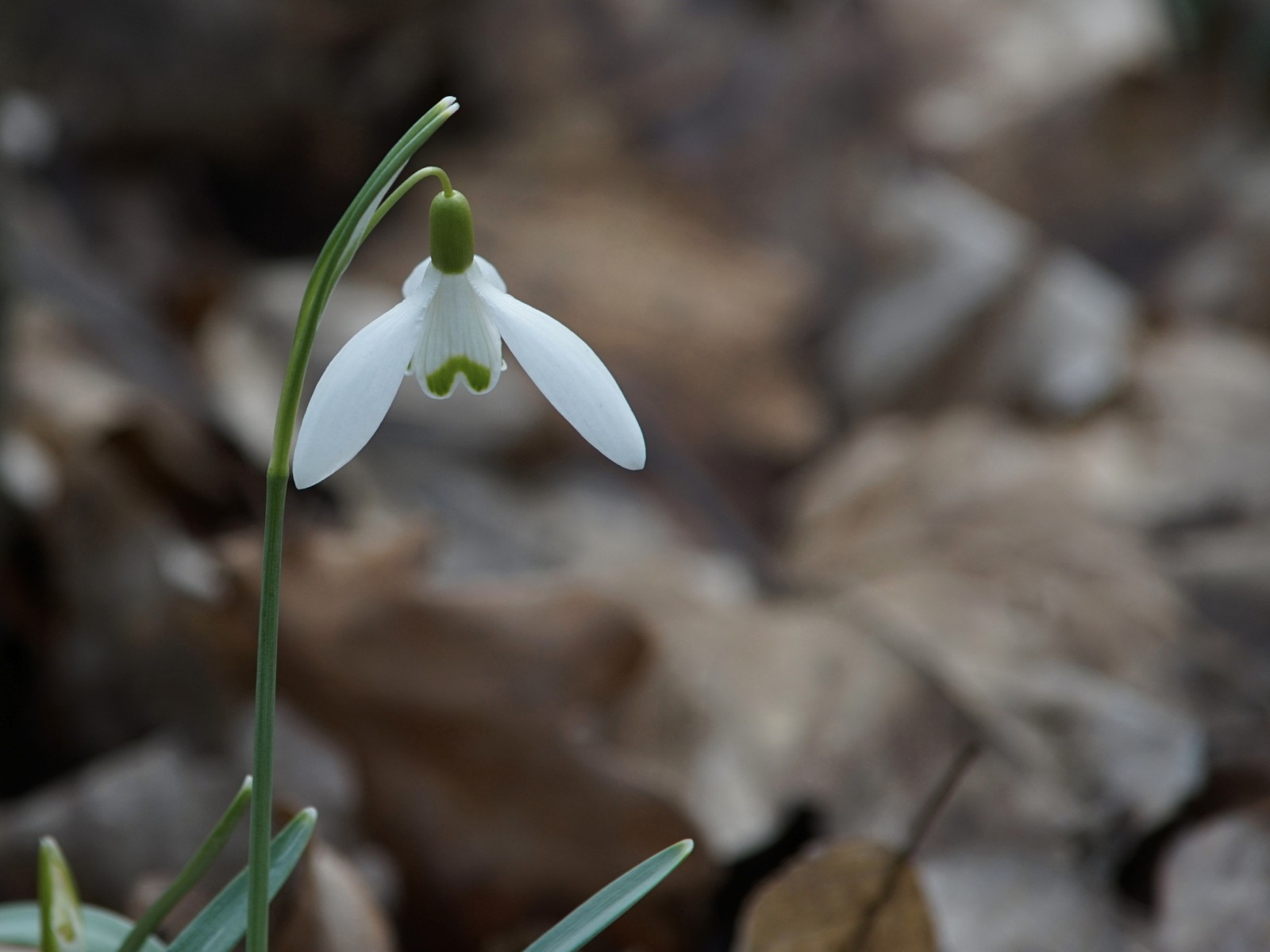Leises Frühlingsleuten Leises Frühlingsleuten