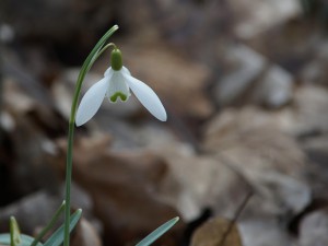 Leises Frühlingsleuten Leises Frühlingsleuten