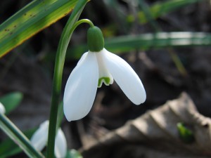Leuchtendes Frühlingsglöckchen Leuchtendes Frühlingsglöckchen