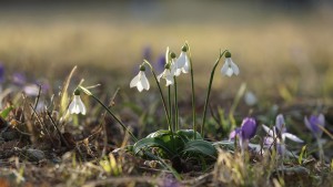 Leuchten am Frühlingsabend Leuchten am Frühlingsabend